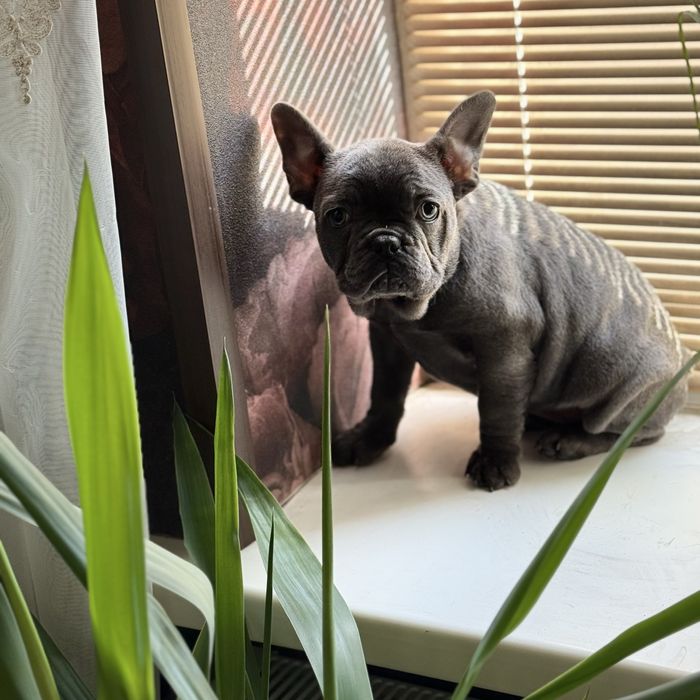 Серая милашка ищет себе новую семью:)