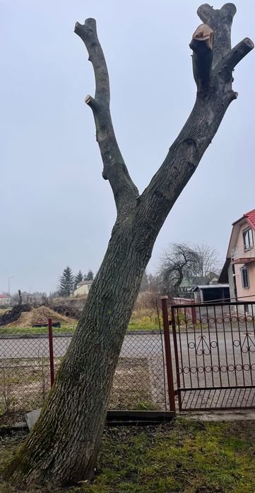 Drzewo orzech do obróbki