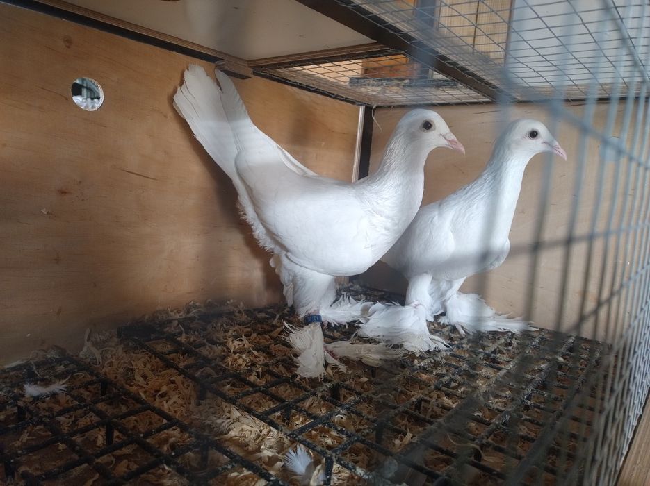 Bociany Różne kolory