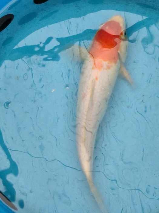 Carpa koi com um ano de idade