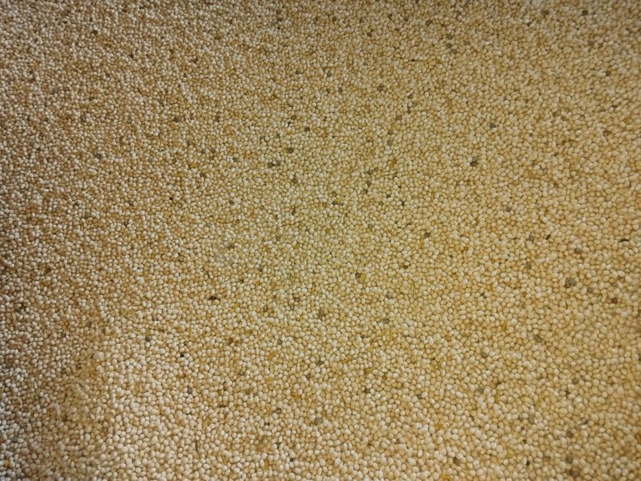 Sprzedam łubin słodki.