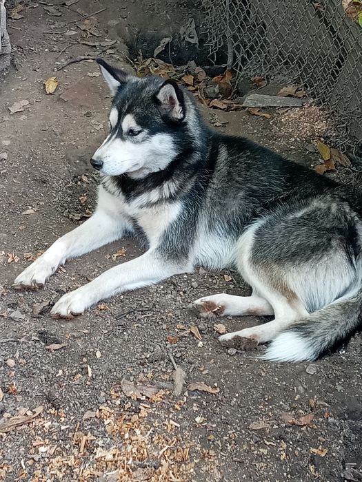 Хаскі шукає сім'ю