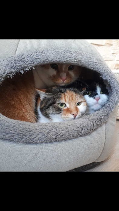 Adopcja przekochane trio