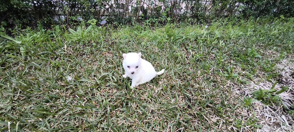 Spitz alemão anão  Lulu da Pomerânia