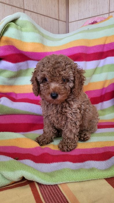 Той пудель ред браун.