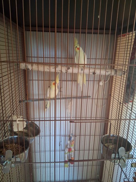 Witam mam na sprzedaz Papugi Nimfy pare wraz z Klatka