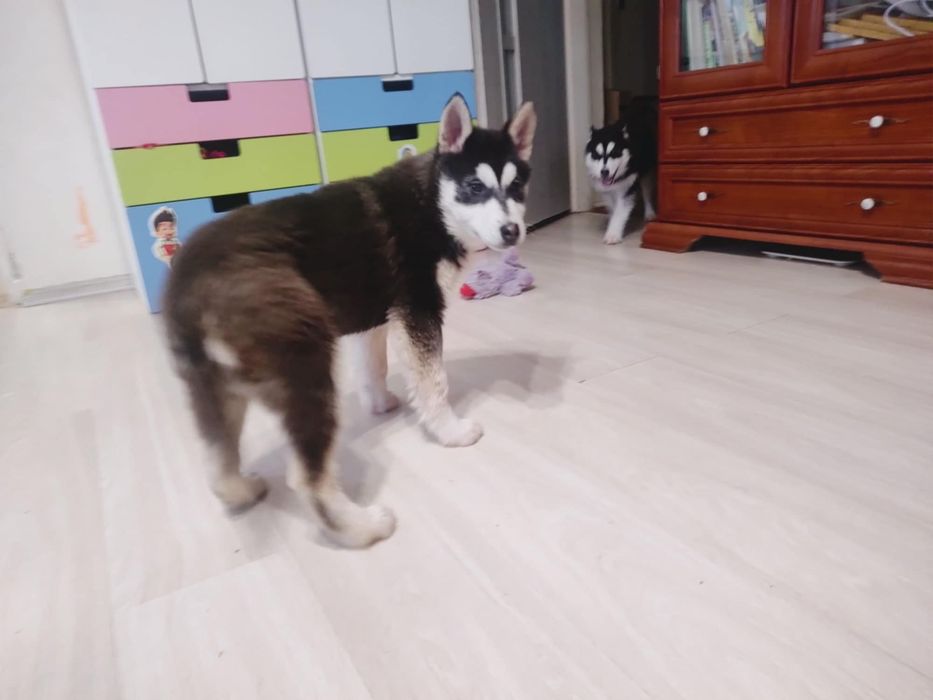 Aktualizacja : ostatnia suczka Alaskan Malamute