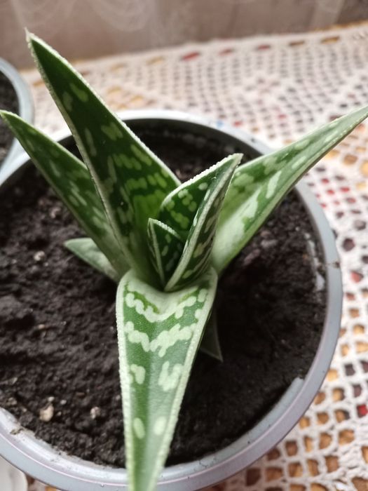 Акція!Алоє декоративне,тигрове