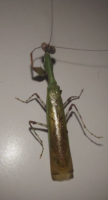 Acromantis Japonica samiec imago