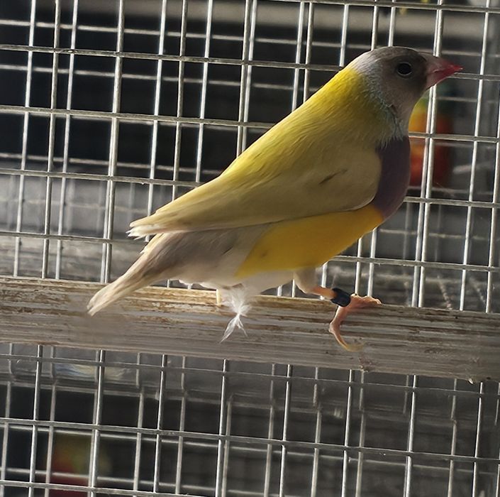 Diamante gould macho