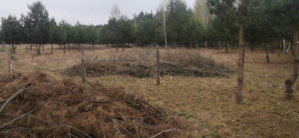 Oddam dużą ilość gałęzi. Sosna brzoza klon