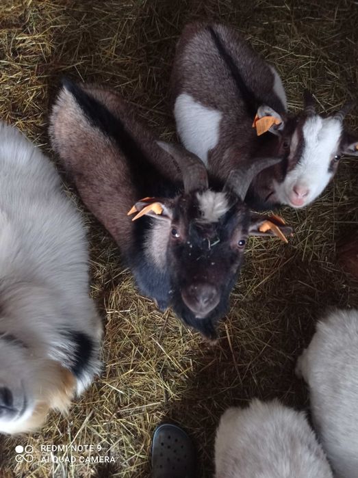 Kozy miniaturki capek