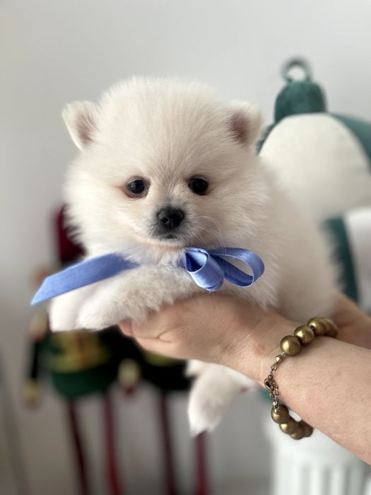 Померанські шпіци  краса з характером