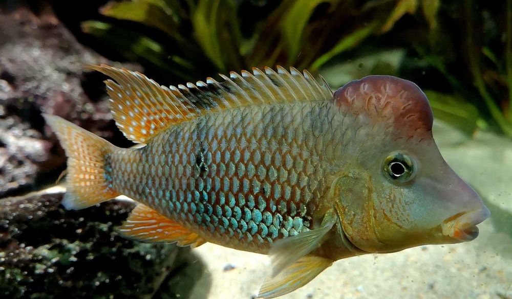 Ziemiojad Steindachnera - Czerwonogłowy - Geophagus - dowóz