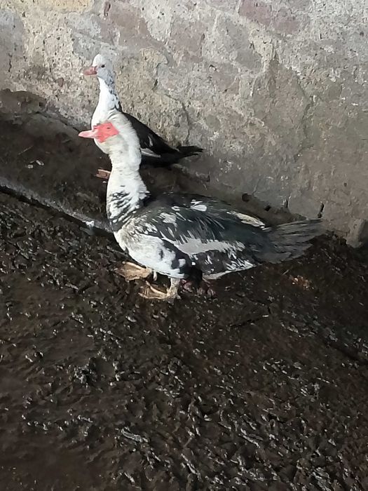 Sprzedam kaczki młode i starsze