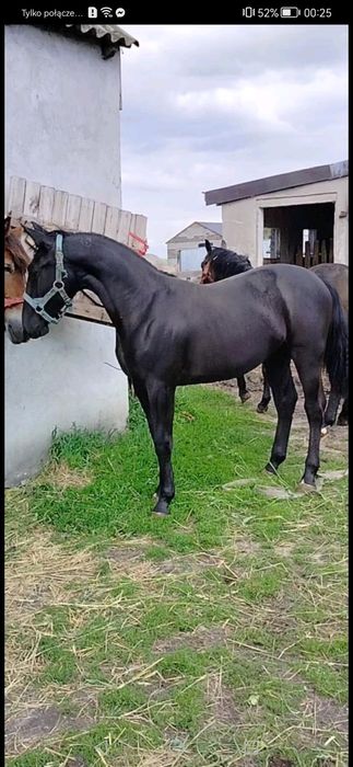 Klacz Śląska programowa zamiana