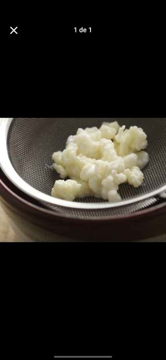 Flor/Grãos de Kefir