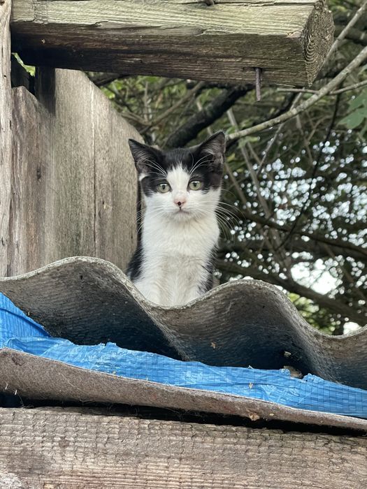 Котики в добрі руки