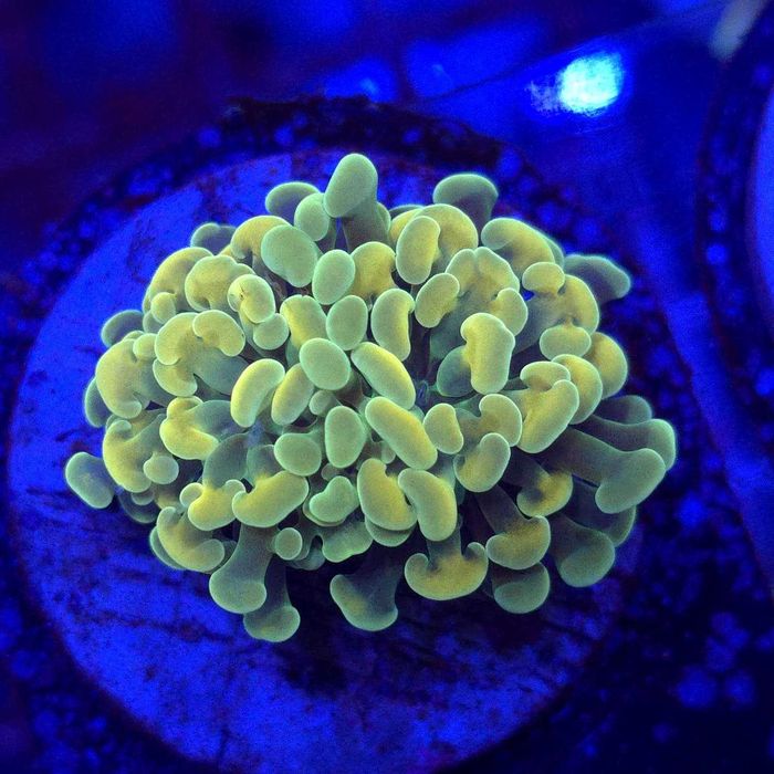Euphyllia Paraancora Yellow/Gold – Pojedyncza głowa