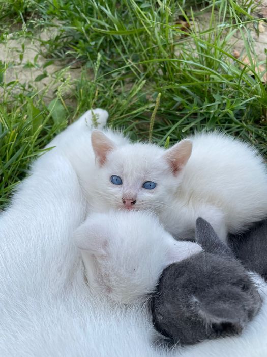 Милі кошенята шукають дім. В хороші руки