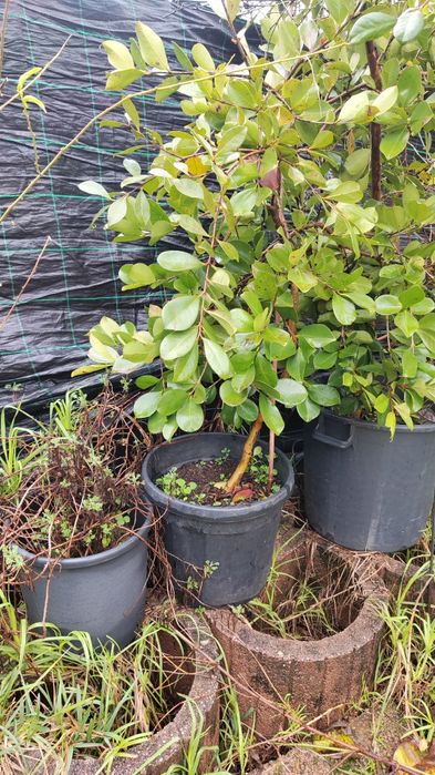 Araçazão de Restinga