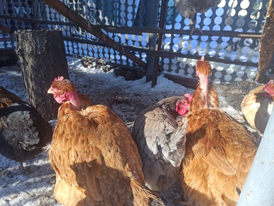 Куры мясо - яичной породы.