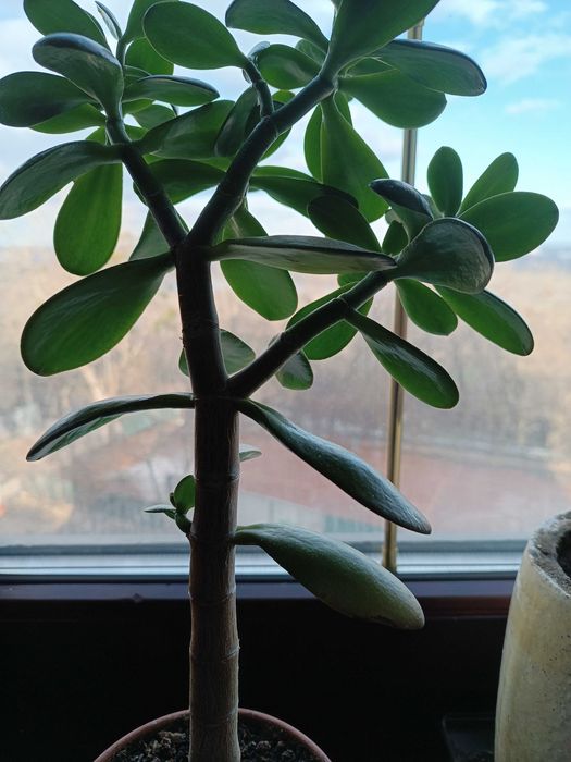 Продам денежное дерево, бегония