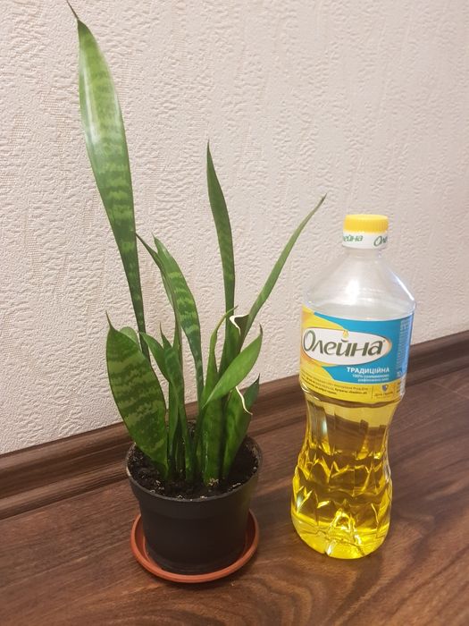 Сансевієрія в асортименті