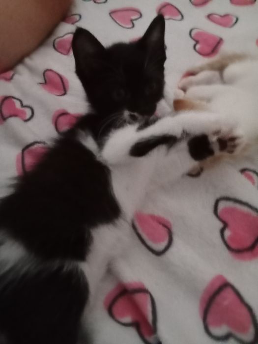 Gatinhos bebés para adoção responsável  e carinho