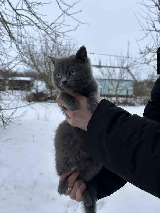 Віддам кошенят в добрі руки