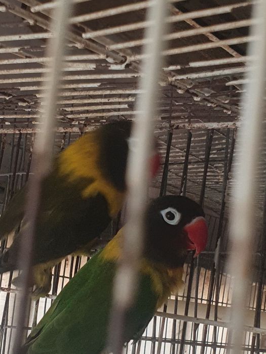 Personatus casal,  preço do casal 40 euros
