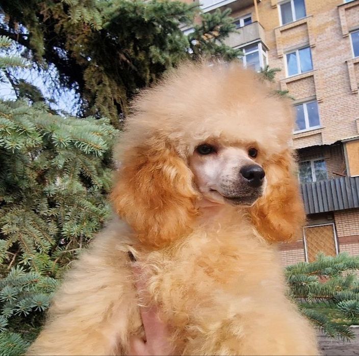 Той пудель мальчики