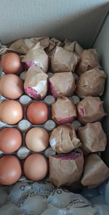 jaja lęgowe Marans 20 szt