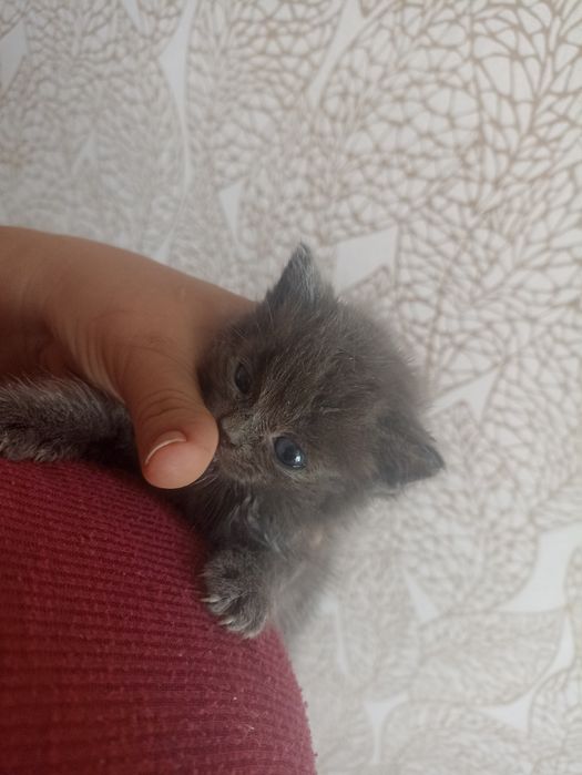 Вітдам кошенята 2 хлопці в добрі руки