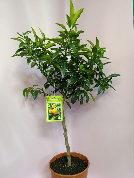 Лимон.Кумкват Маргарита.Апельсин.Мирт.Оливка.