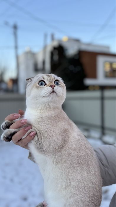 Котик шукає люблячих батьків