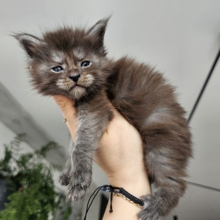 Koteczka Maine coon rodowód Fpl