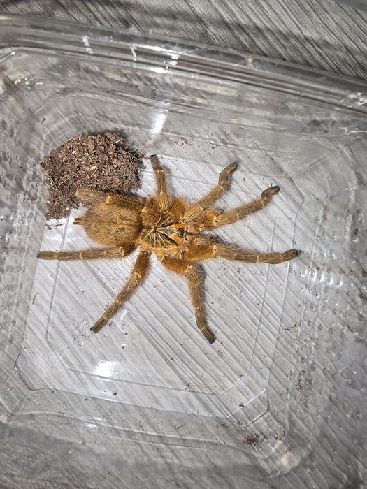Dorosły samiec P.Murinus Usambara