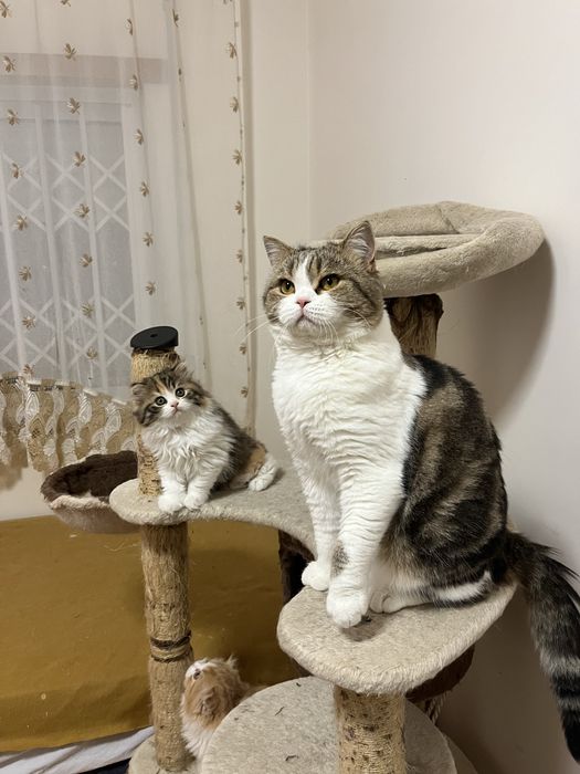 Scottish straight femea