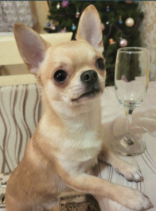 Вязка Чихуахуа мальчик