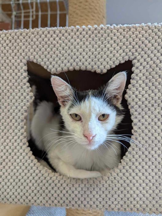 Młody Kokardek szuka domu