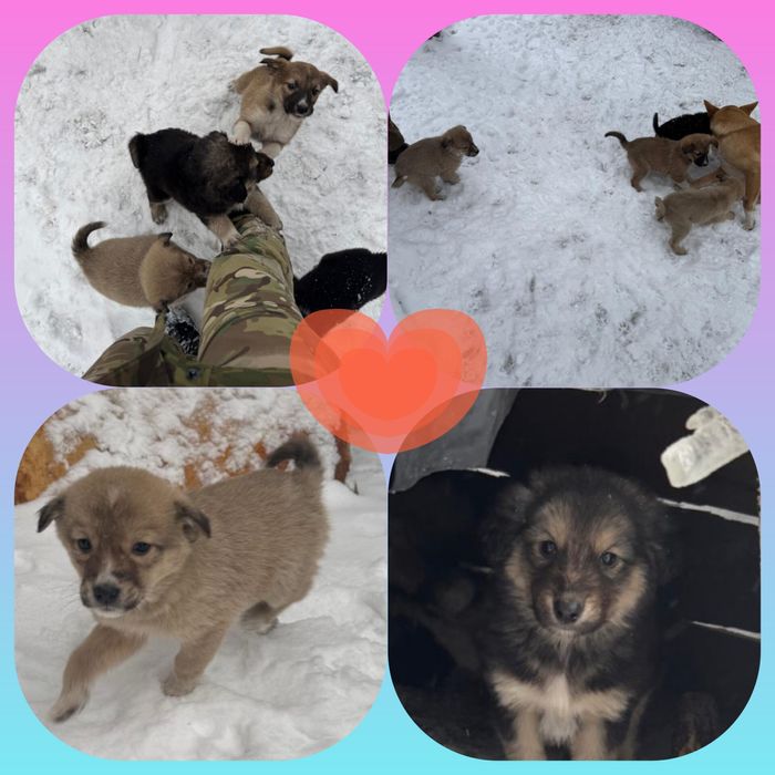 Цуценята шукають дім!!!