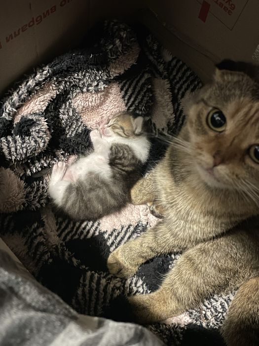 Висловуха кішка та кошеня у добрі руки