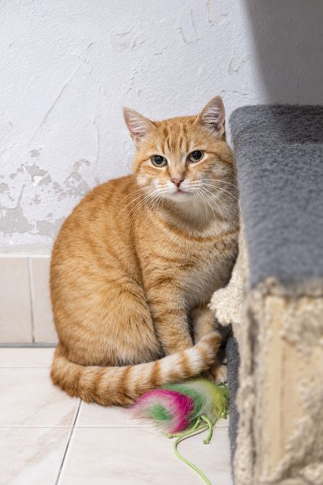 Pumpkin para adoção responsável