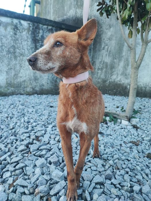 Caozinho com 5 aninhos para adopção