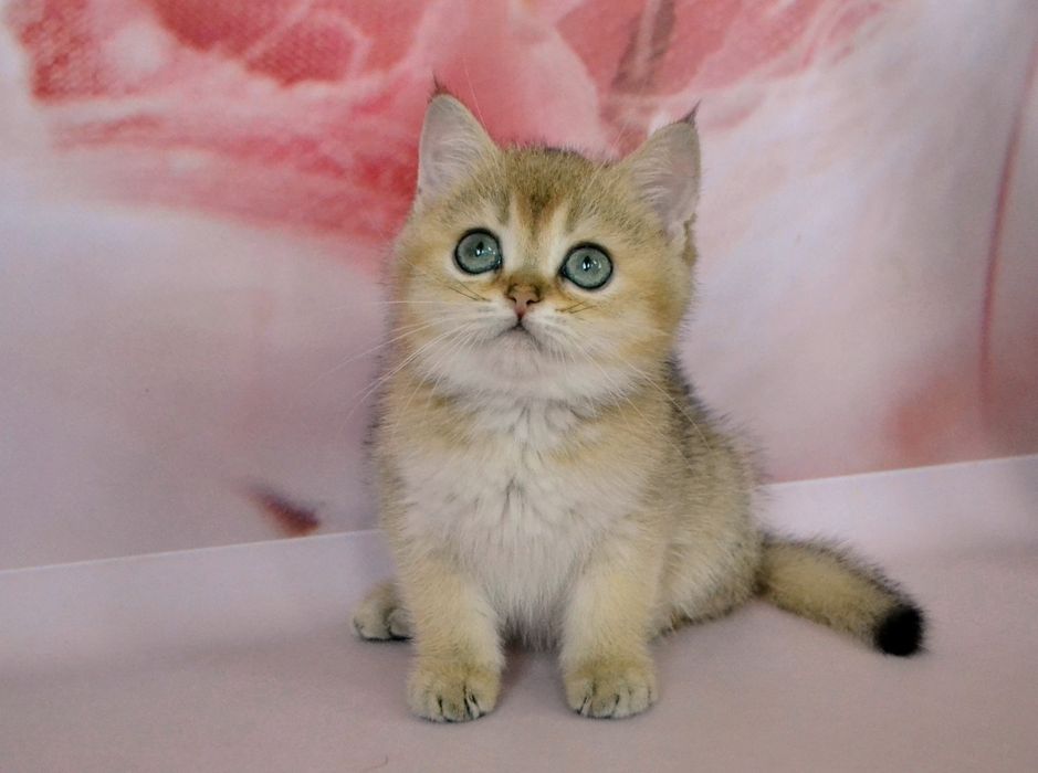 Золотая шиншила мальчик