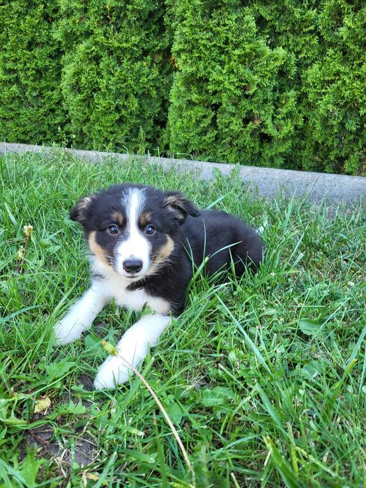 Szczeniak Border Collie suczka