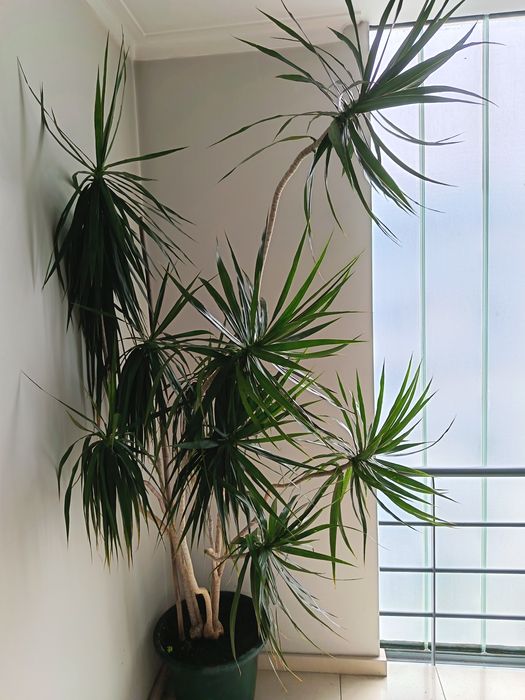 Planta natural interior