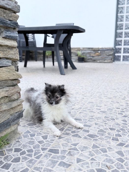 Spitz Anão miniatura