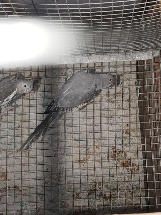 Cedo casal de Barraband e Ring Neck Macho